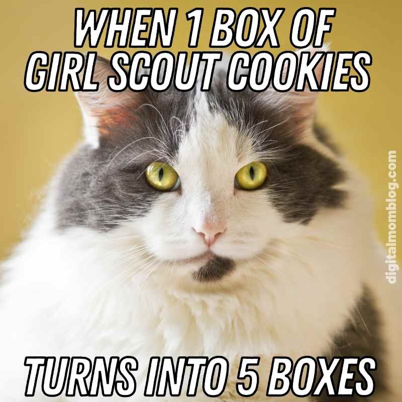 smores girl scout cookie meme smores girl scout cookie meme