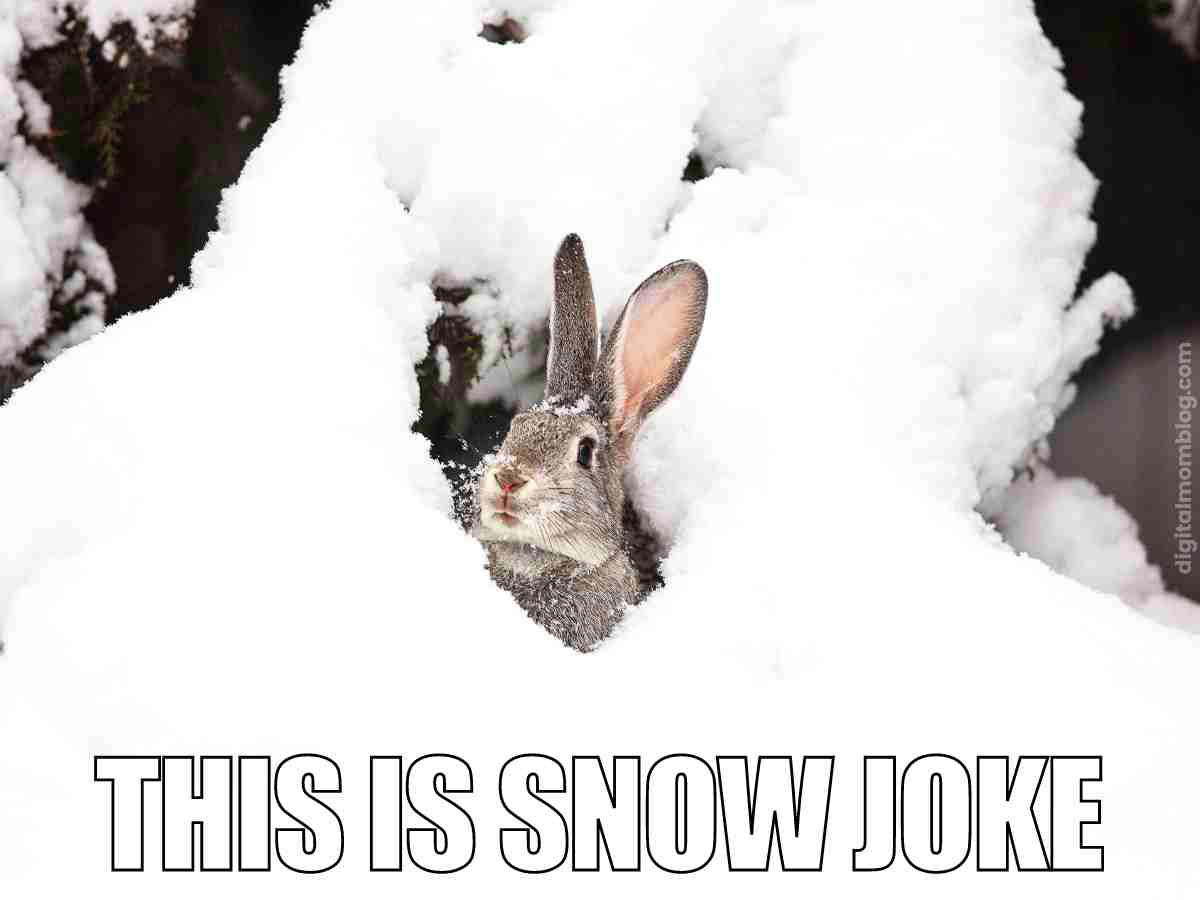 snow bunny meme Snow meme featuring a rabbit peeking out of a snowbank with the funny caption 'This is Snow Joke'.