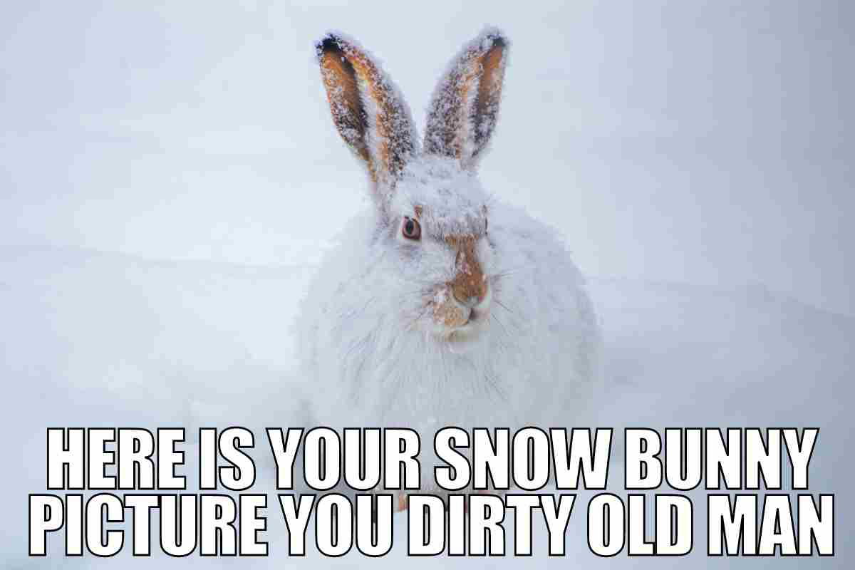 snow bunny meme Meme showing a snowcovered rabbit with the words 'Here is your snow bunny picture you dirty old man,' adding a humorous twist to a snowy scene.