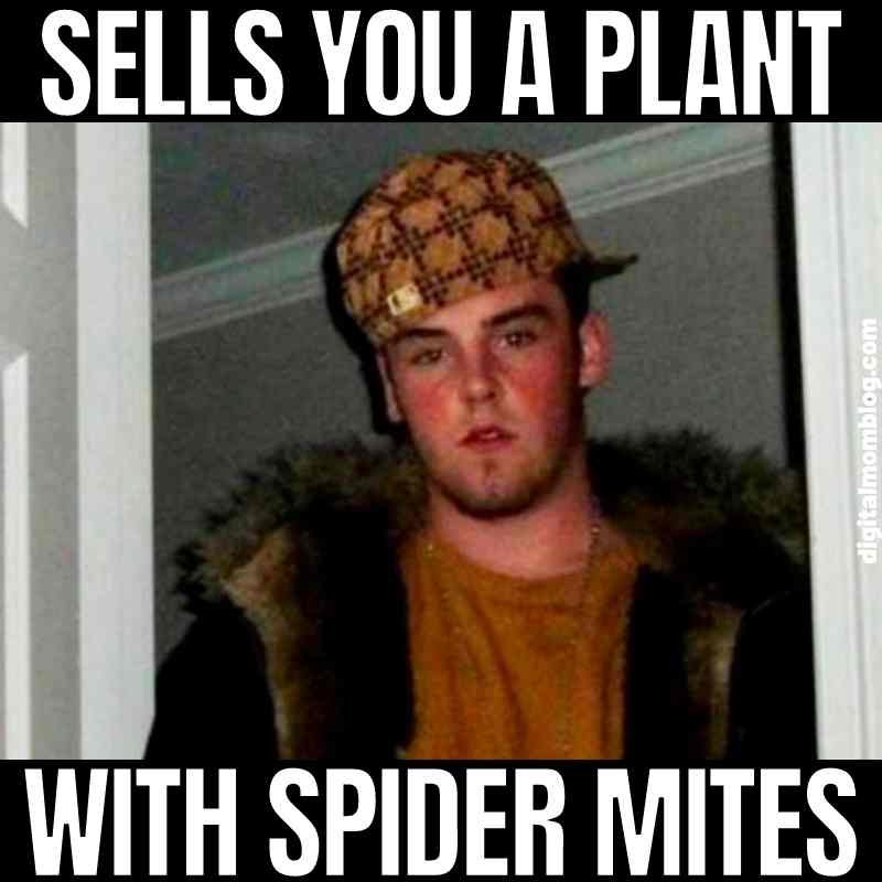 spider mites meme plants spider mites meme plants