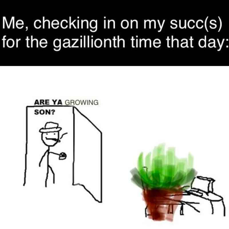succulent meme Meme about plant obsession featuring a stick figure checking on a succulent, asking, 'Are ya growing, son?' for the millionth time.