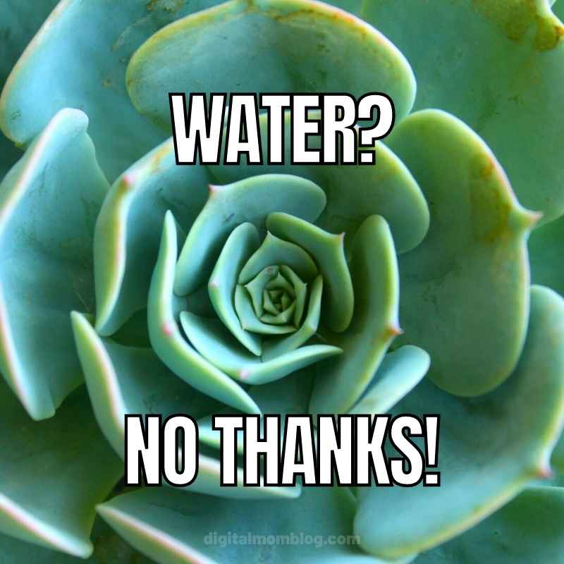 succulents meme succulents meme