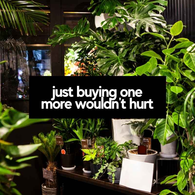 too many plants memes too many plants memes