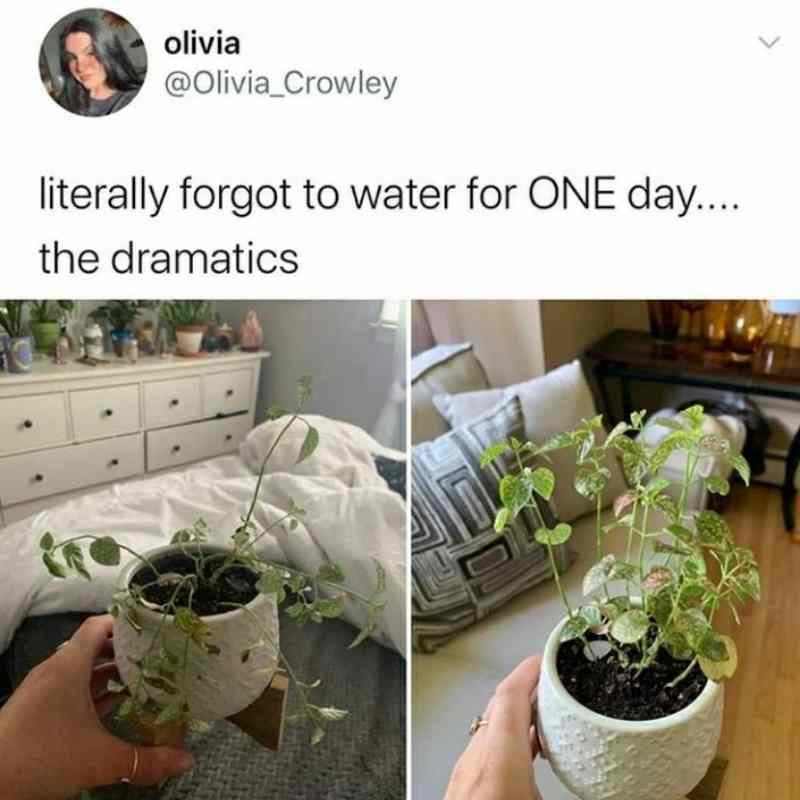 watering plants meme watering plants meme