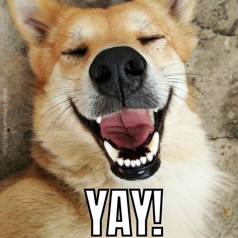 yay dog meme A jubilant dog grinning with the word 'YAY!' below, capturing the pure essence of a celebratory meme.
