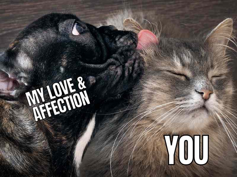 My Love and Affection Meme My Love and Affection Meme