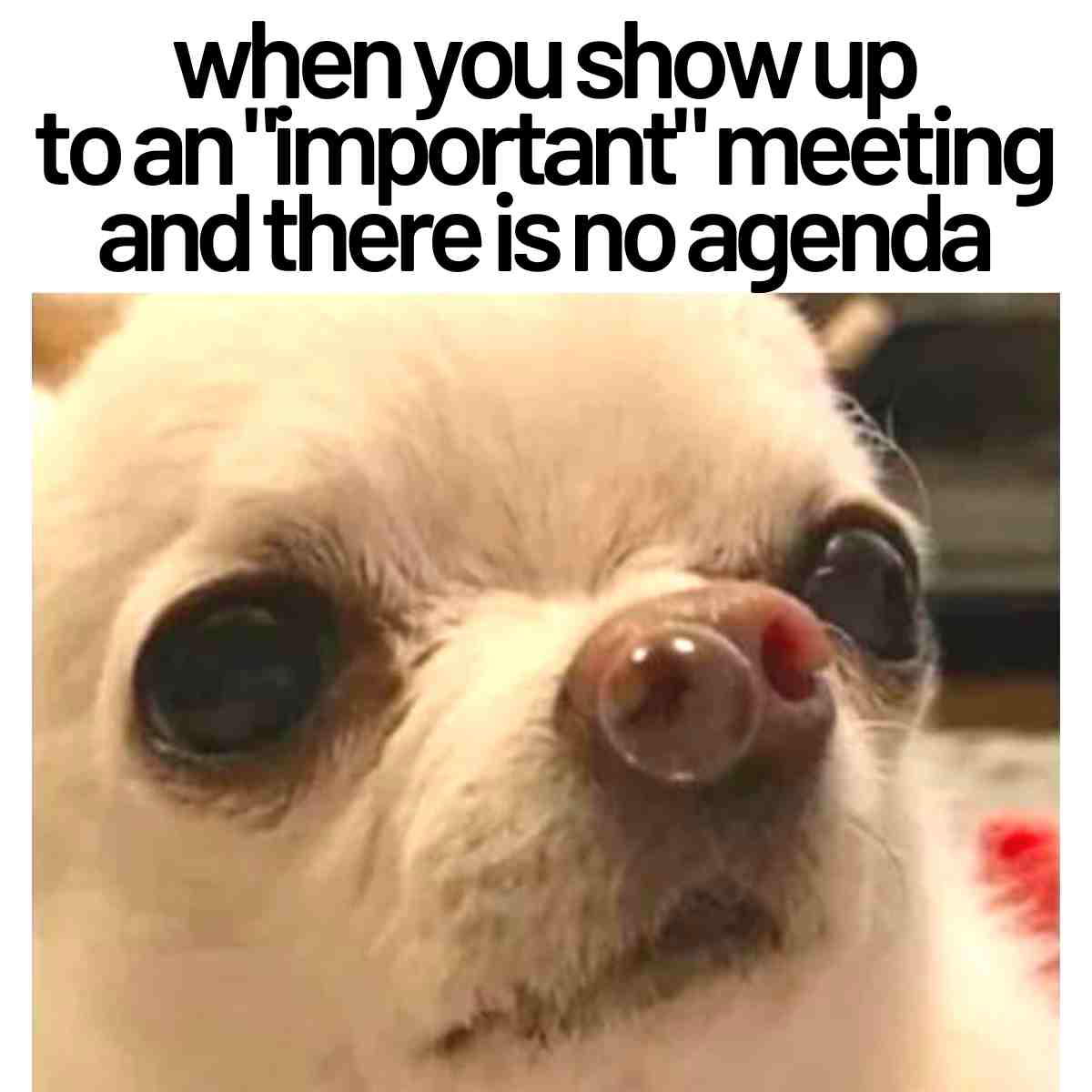 agenda meme funny when you show up to an "important" meeting and there is no agenda