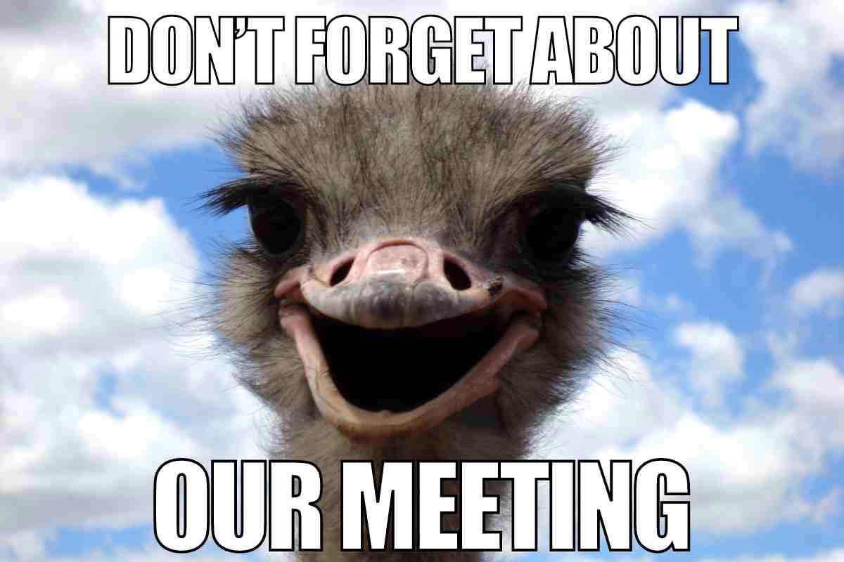 dont forget meme meeting A funny meme featuring an ostrich with a wide-eyed expression and text saying 'Don't forget about our meeting,' perfect for injecting humor into your workday reminders.
