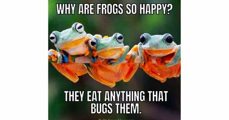 happy memes
