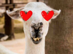 feature image for love memes