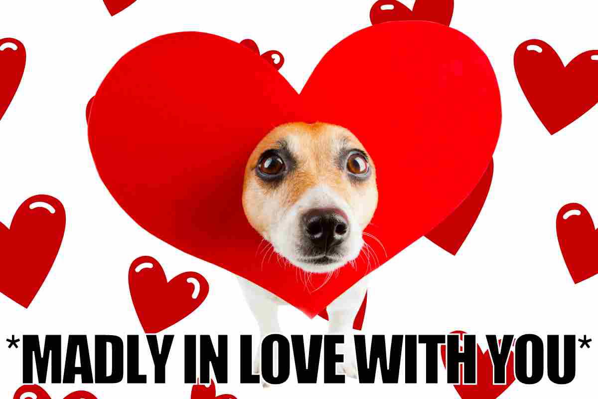 love reaction meme madly in love with you