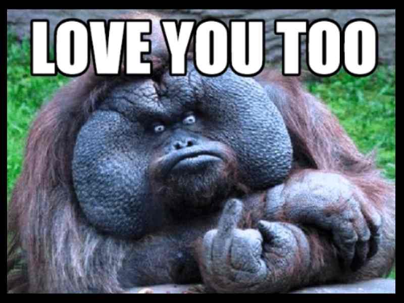 love you too meme love you too meme