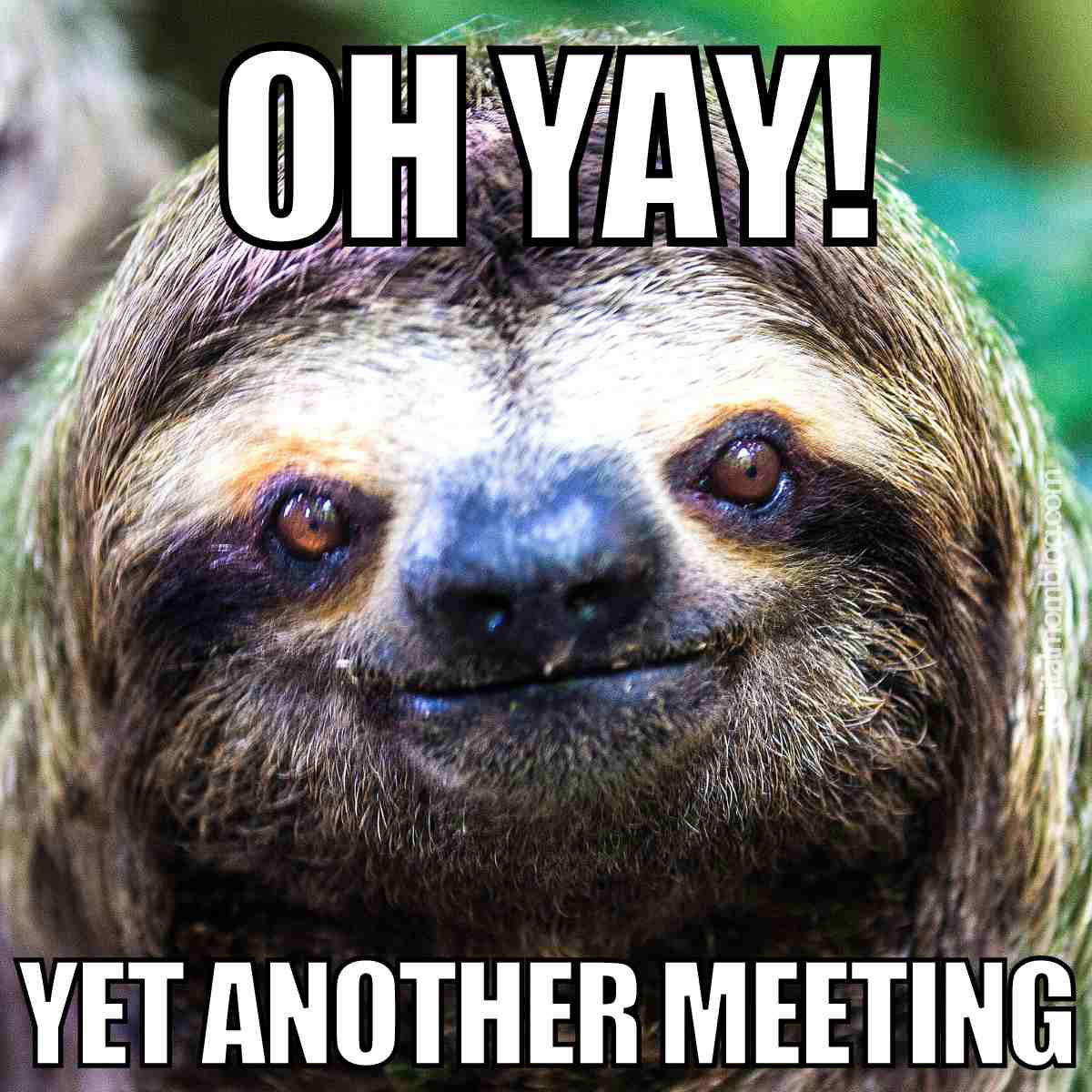 meeting meme Funny meme of a smiling sloth with text saying 'Oh yay! Yet another meeting', humorously capturing the joy of endless work meetings.