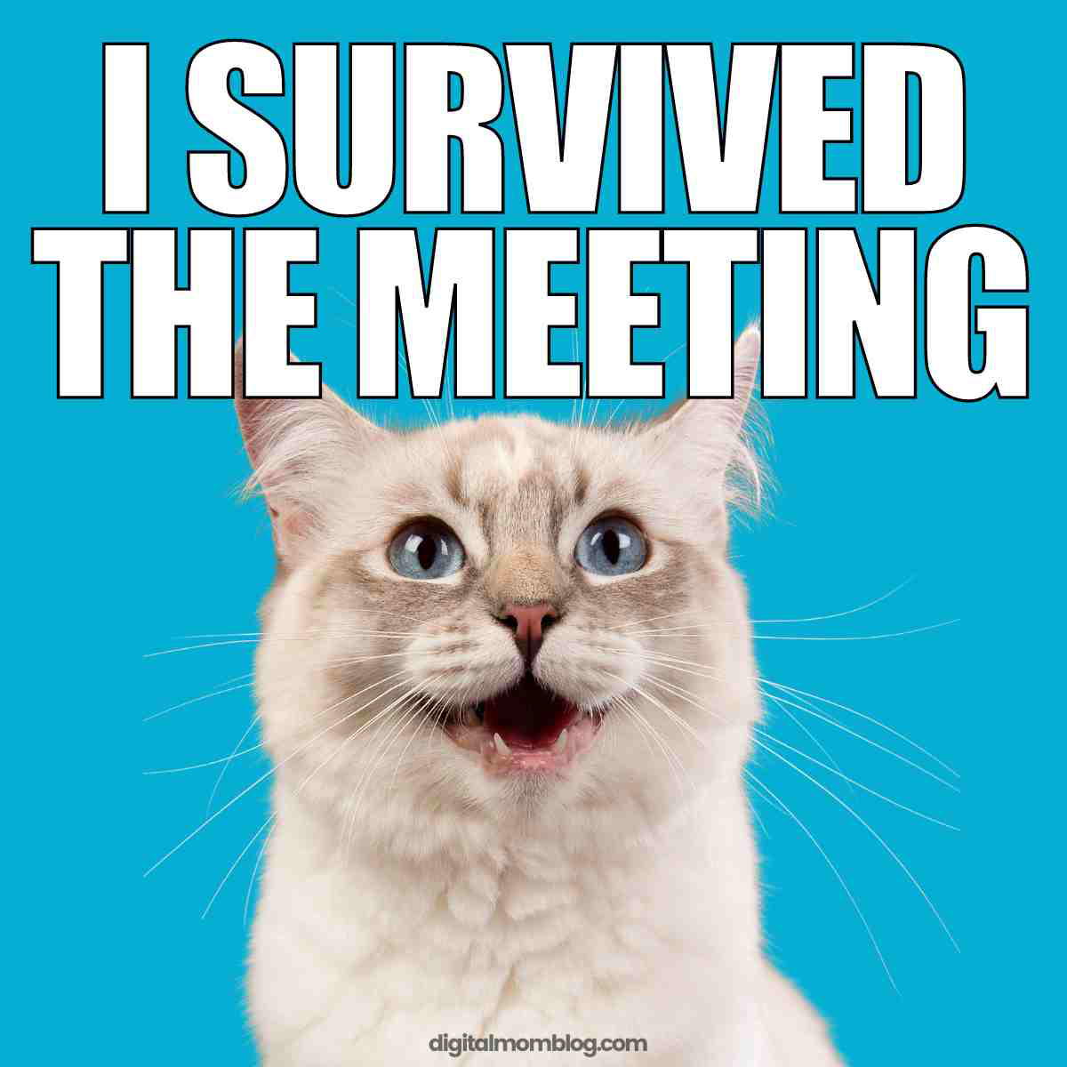 meeting survival meme Meme of a wide-eyed cat with the caption 'I Survived the Meeting' expressing humorous relief at enduring a long meeting.