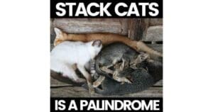 palindrome memes 2024