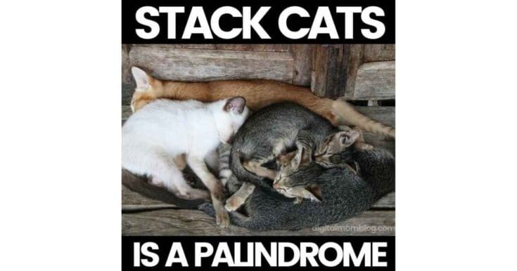palindrome memes 2022
