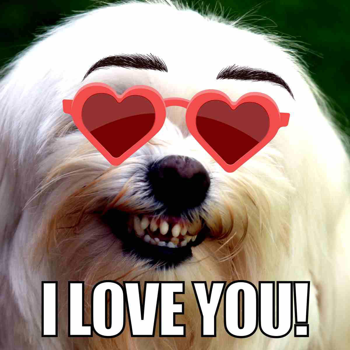 romantic i love you meme i love you
