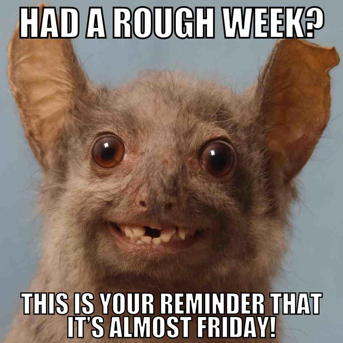 almost friday meme 1 A humorous almost friday meme featuring a wide-eyed, scruffy-looking animal with large ears, accompanied by text above and below saying, 'Had a rough week? This is your reminder that it's almost Friday!'
