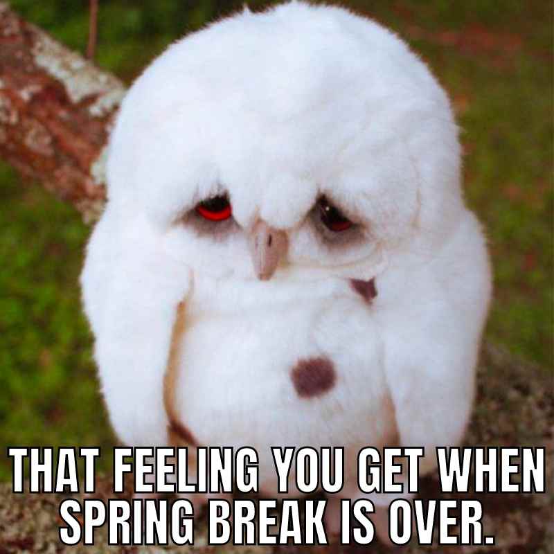 end of spring break meme Grumpy owl meme with text: 'That feeling you get when spring break is over.'