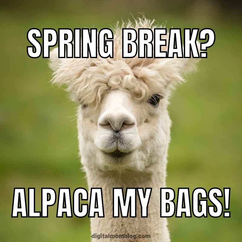 funny spring break meme Funny spring break meme featuring an alpaca with text saying 'Spring break? Alpaca my bags!' perfect for spring humor.
