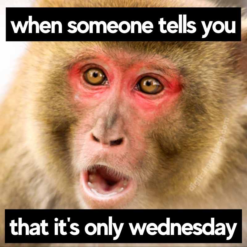its only wednesday funny meme its only wednesday funny