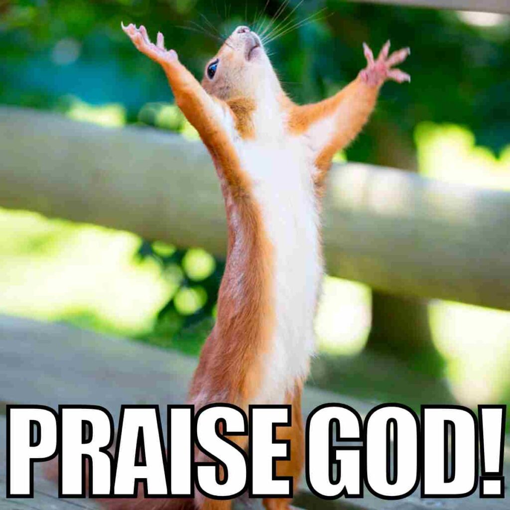 praise god meme A squirrel stands upright on its hind legs with its arms raised, appearing to rejoice, with the text "PRAISE GOD!" overlaid at the bottom.
