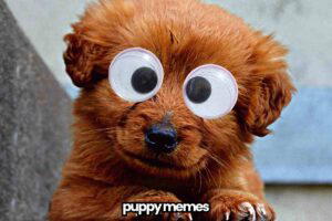 Brown puppy with large googly eyes superimposed over its real eyes, with the words 'puppy memes' at the bottom.