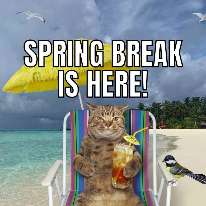 spring break is here meme A spring break meme showing a grumpy cat lounging on a beach chair under a yellow parasol, holding a tropical drink, with text saying 'Spring Break is Here!' suggesting even the most unimpressed creatures are ready to relax.