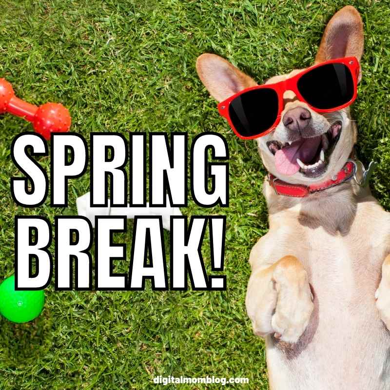 spring break meme Meme of a dog chilling on the grass with sunglasses, captioned 'Spring Break!' exuding vacation vibes.