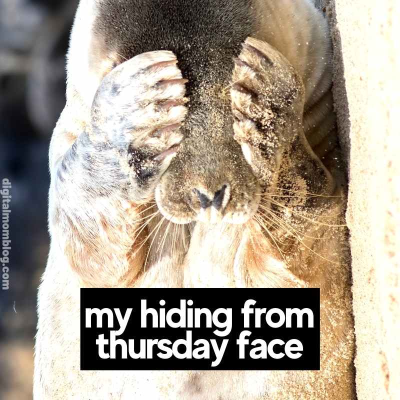thursday face meme A cute seal covering its face with its flippers as if to say, 'I can't deal with Thursdays,' perfectly capturing the vibe of waiting for Friday with a pinch of adorable drama.