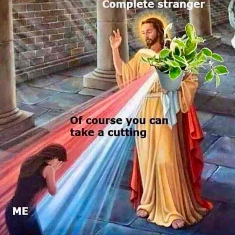 best 2022 meme plants
