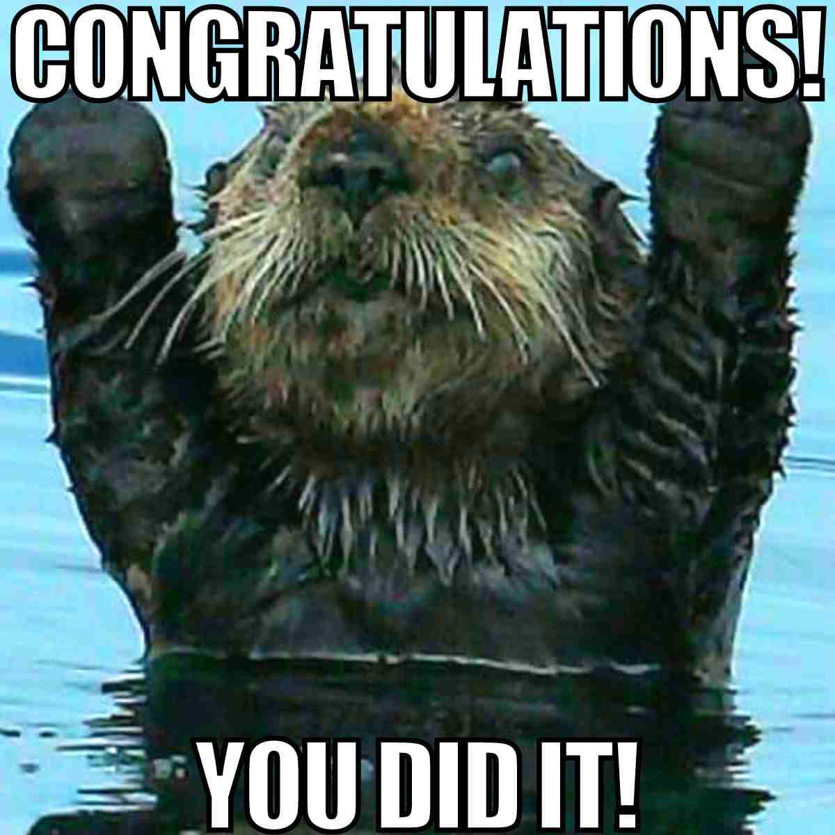 congratulations meme congratulations you did it!