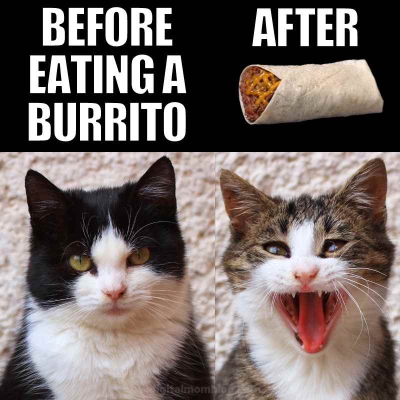 eating a burrito meme eating a burrito meme