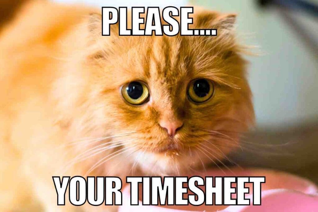 timesheet reminder meme Meme of a fluffy orange cat with big, pleading eyes and text saying 'Please... Your Timesheet,' humorously begging for timesheet submission.