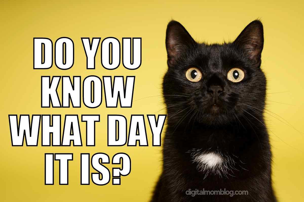 Friday the 13th black cat meme A surprisedlooking black cat on a yellow background with the text 'Do you know what day it is?'—definitely summoning the universal Friday feels. This kitty seems ready to kickstart the weekend with all the energy of a Friday meme!