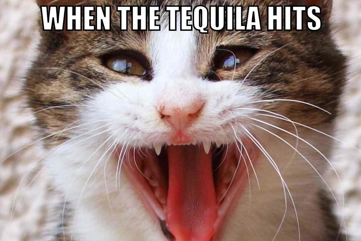 cinco de mayo cat meme Funny tequila meme featuring a wide-eyed cat with its mouth open and the text 'WHEN THE TEQUILA HITS.'