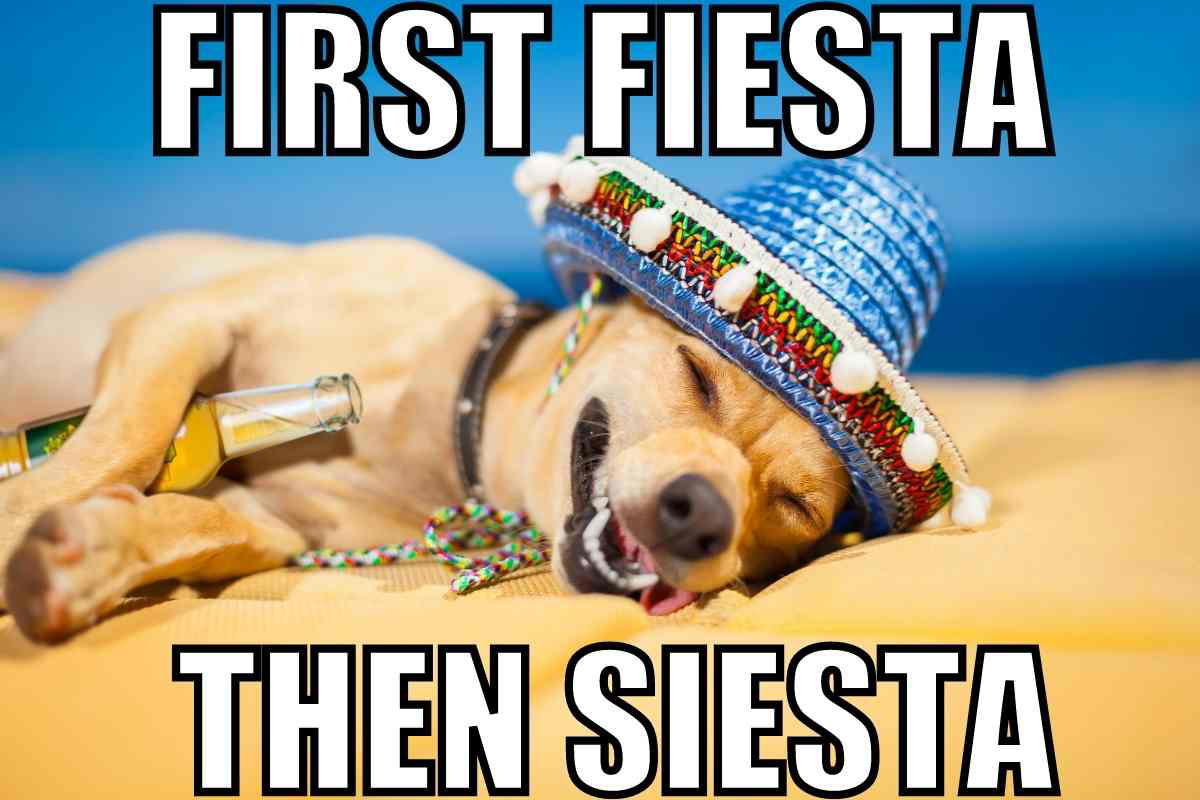 cinco de mayo meme funny Cinco de Mayo meme featuring a dog in a colorful sombrero napping with a bottle, captioned 'First Fiesta Then Siesta.'