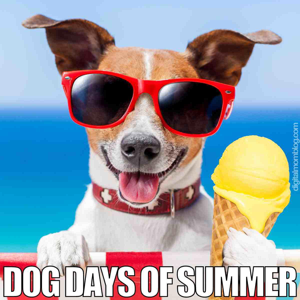 dog days of summer meme dog days of summer