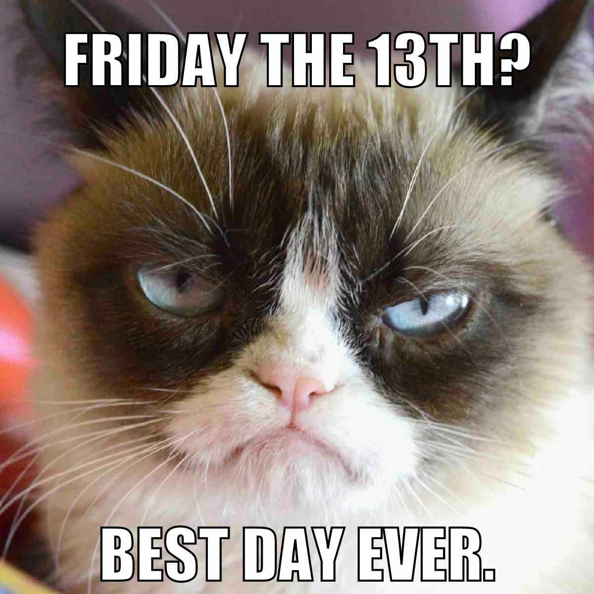 friday the 13th best day ever meme Grumpy cat meme with the text 'Friday the 13th? Best day ever.' A cat looking characteristically displeased, embodying all of us when we realize even Fridays can throw a curveball. Perfect Friday meme for fans of humor that's as dry as your boss's jokes at 5 PM!