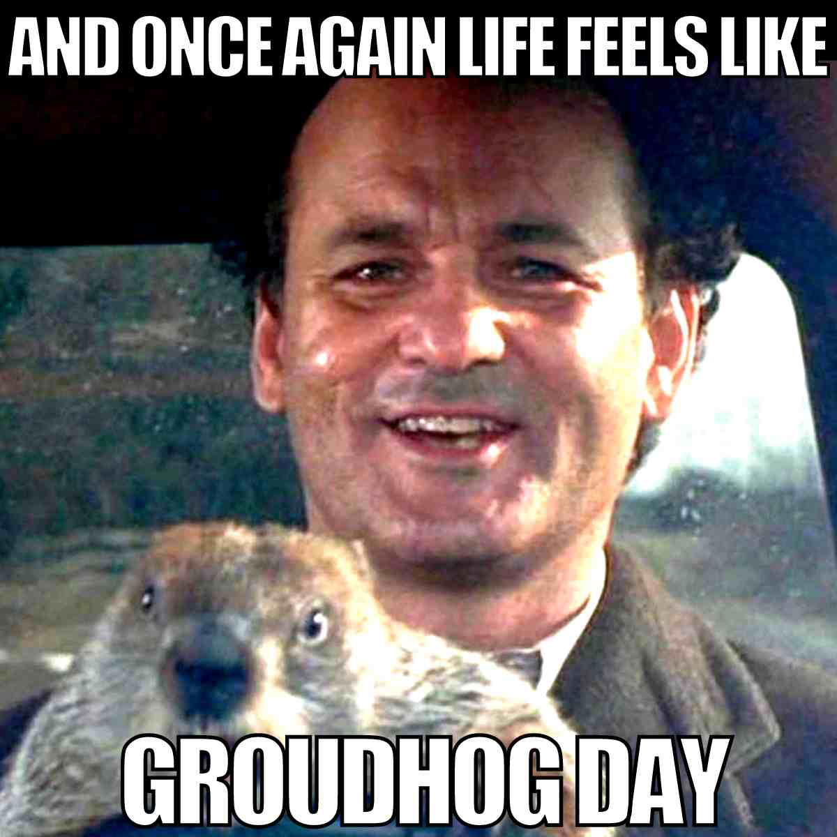 again meme and once again life feels like groudhog day