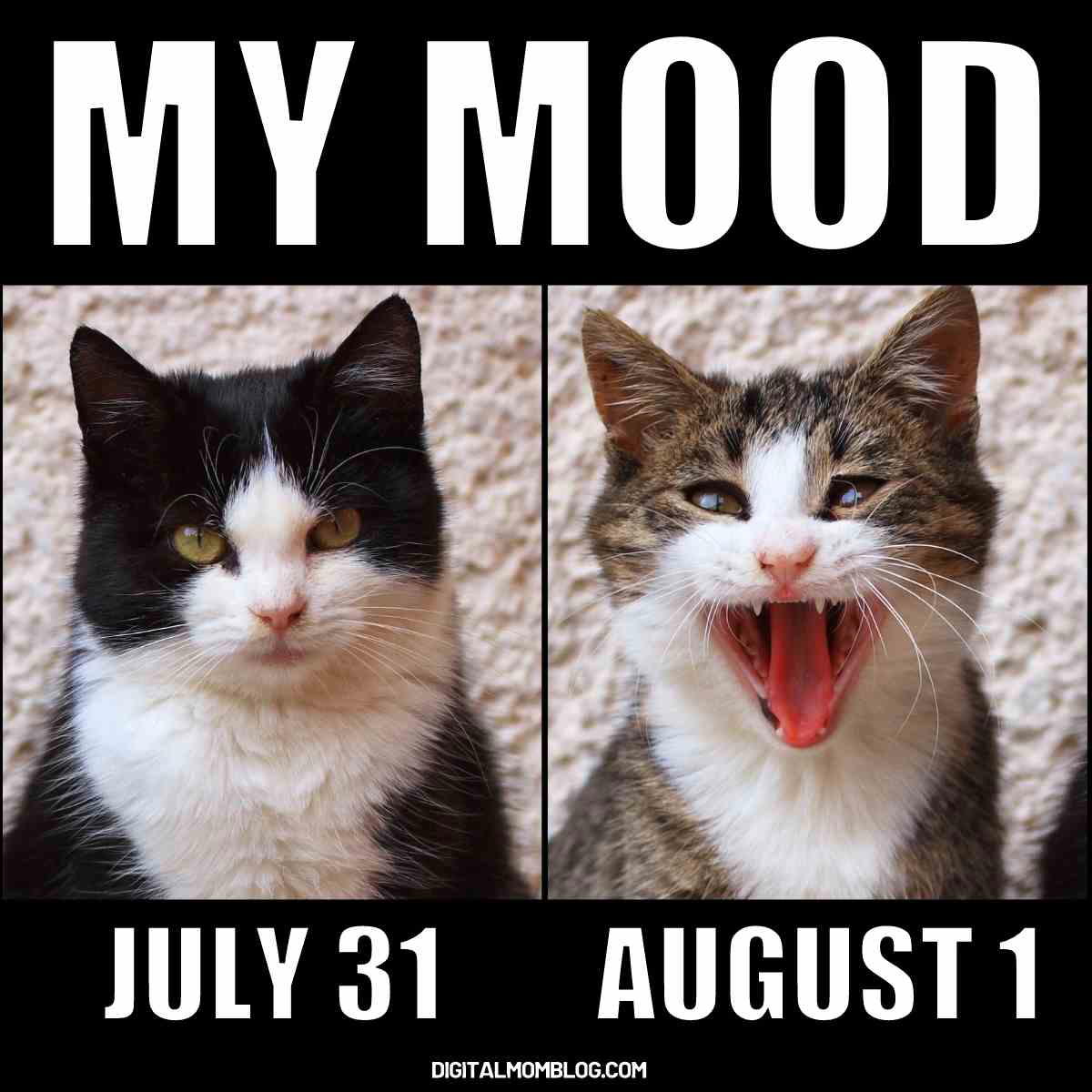 august 1st meme august 1st meme