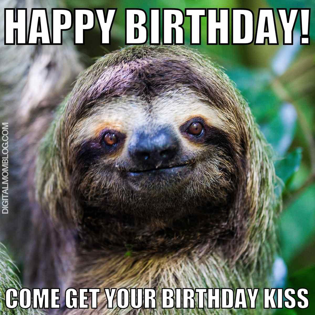 birthday kiss meme Birthday meme featuring a smiling sloth with the caption "Happy Birthday! Come get your birthday kiss," humorously inviting everyone for a slothstyle smooch.