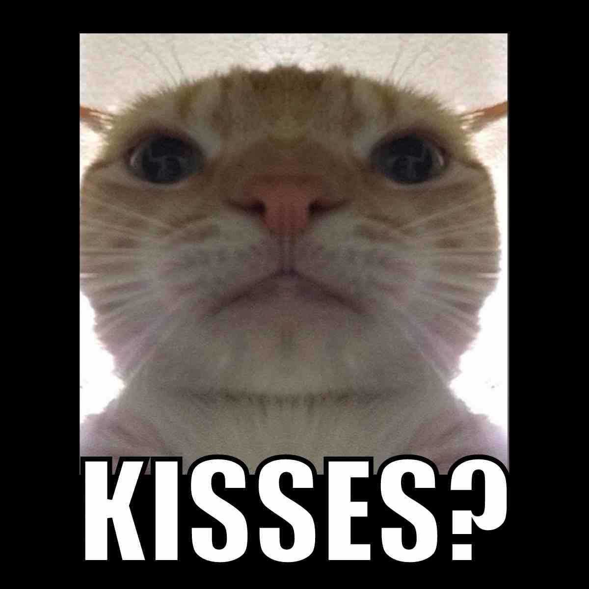 cat kissing camera meme cat kissing camera meme