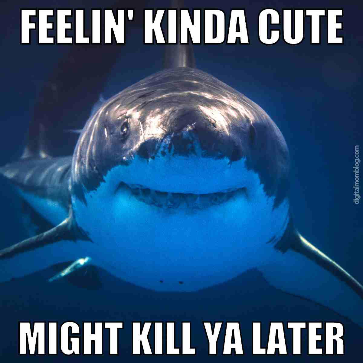cute shark meme cute shark meme - feeling kind of cute might kill ya later