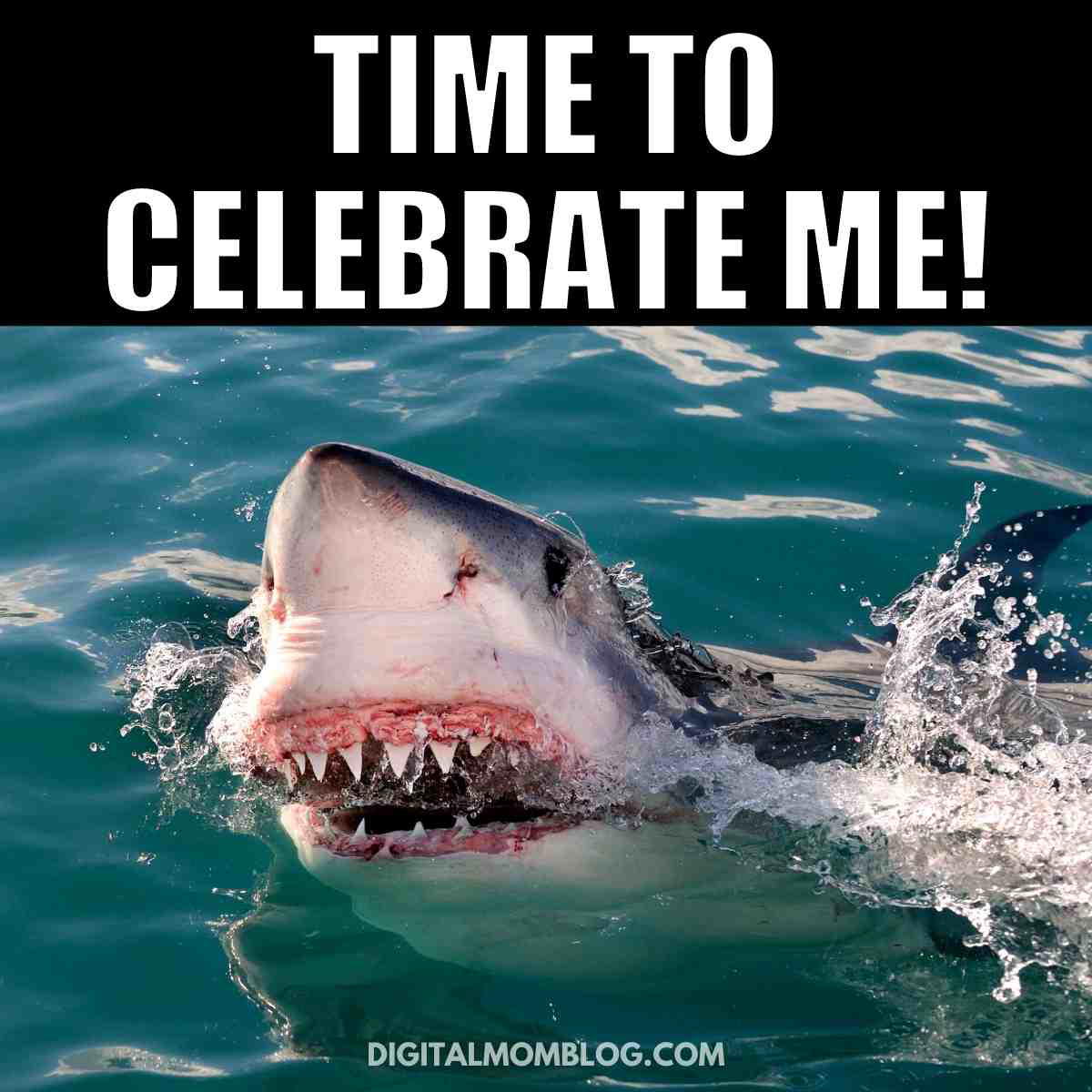 funny shark week meme funny shark week meme