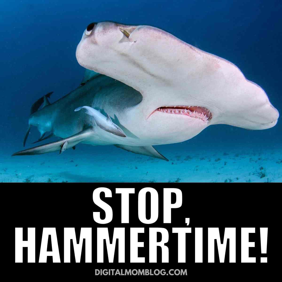 hammerhead shark meme hammerhead shark meme