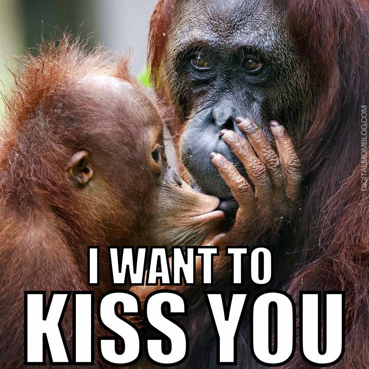 i want to kiss you meme i want to kiss you meme