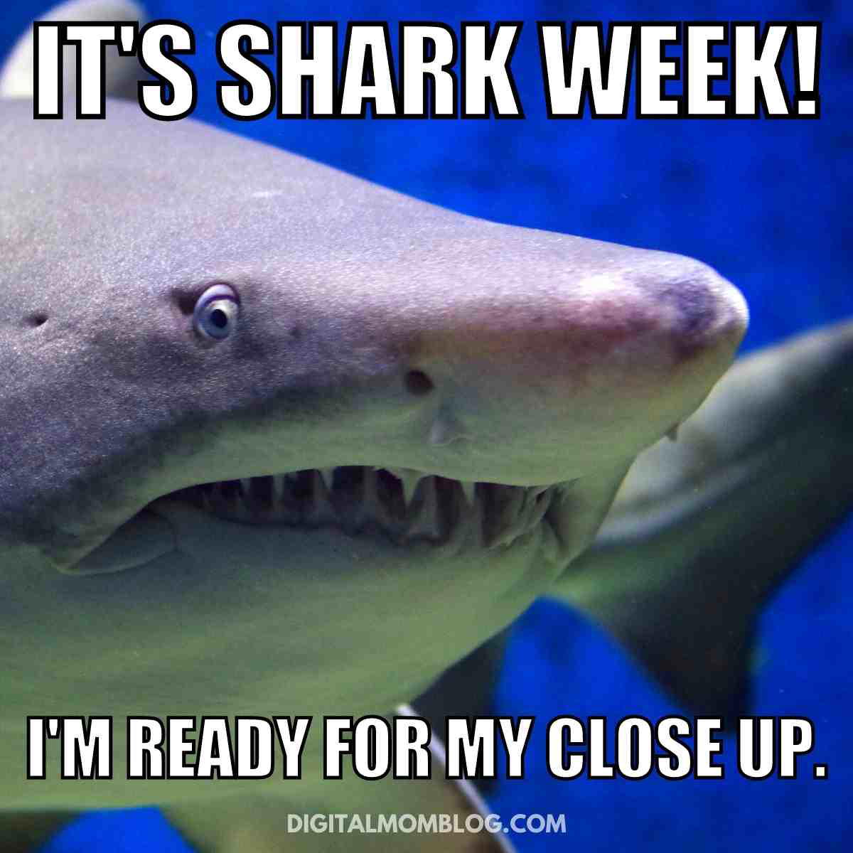its shark week meme its shark week meme