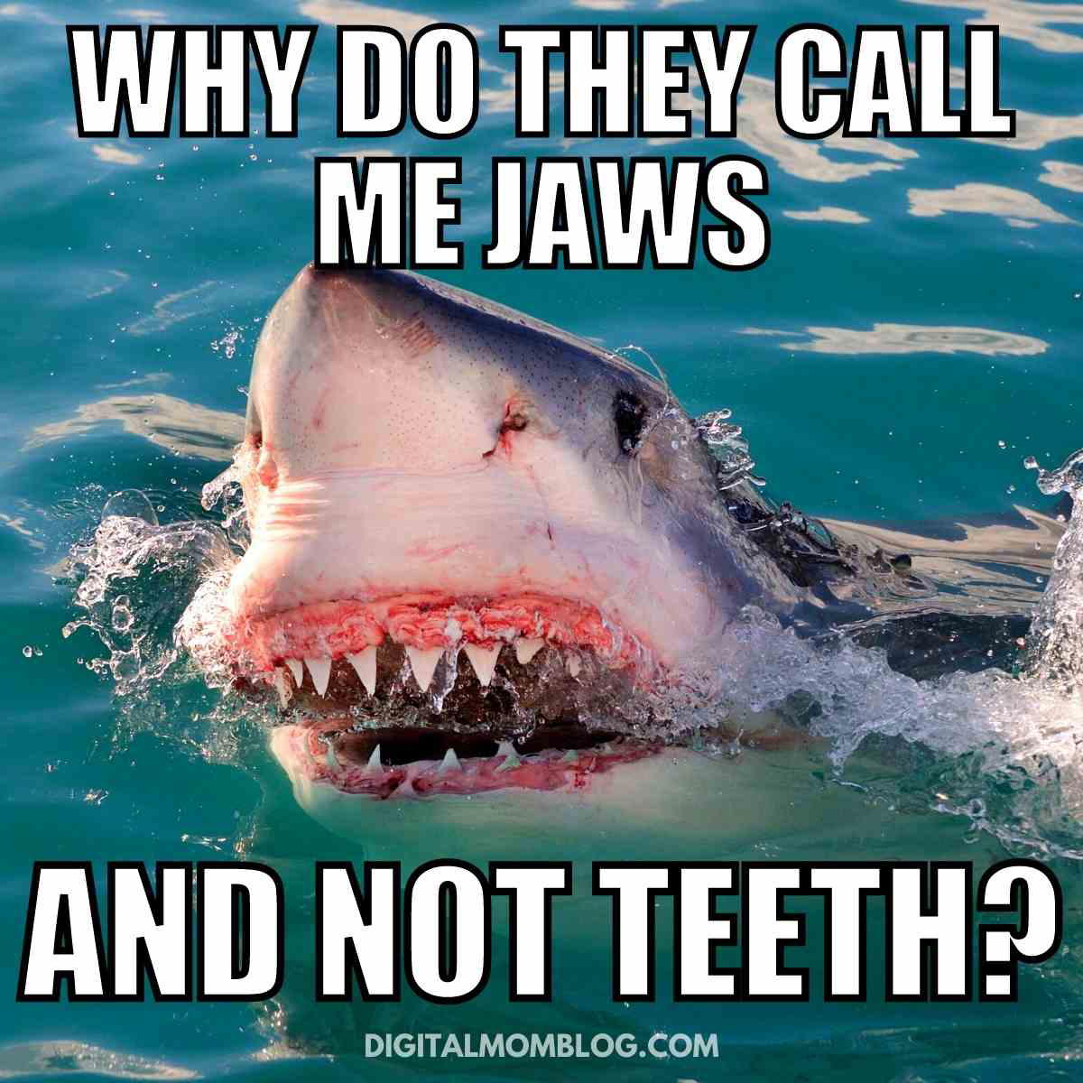 jaws meme jaws meme