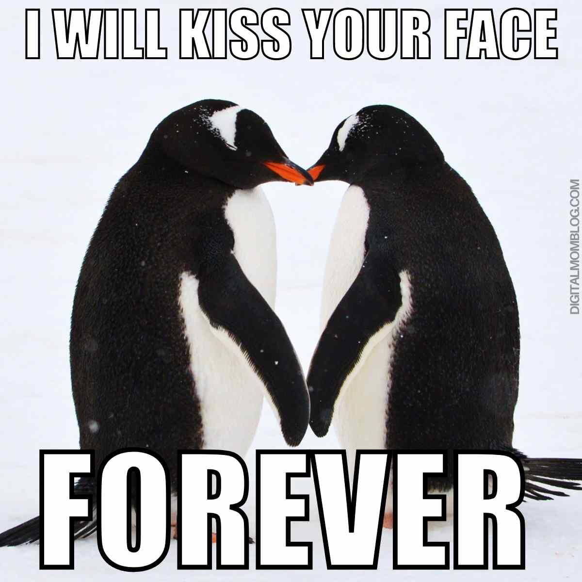 kiss meme kiss meme